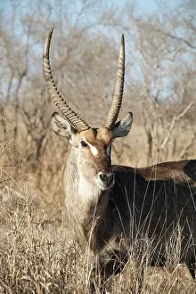 Waterbuck: Common Waterbuck