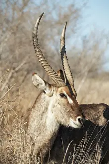 Waterbuck: Common Waterbuck
