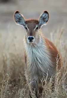 Waterbuck: Common Waterbuck