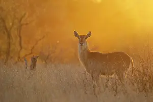 Waterbuck: Common Waterbuck