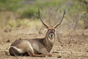 Waterbuck: Common Waterbuck