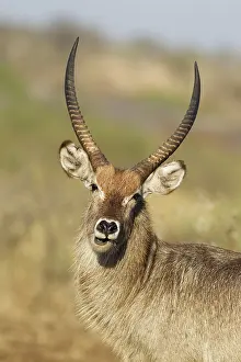 Waterbuck: Common Waterbuck