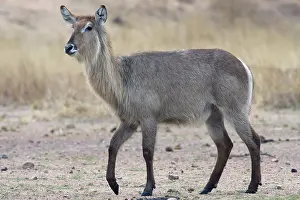 Waterbuck: Common Waterbuck