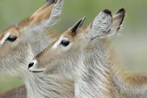 Krger: Common Waterbuck