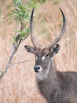 Waterbuck: Common Waterbuck