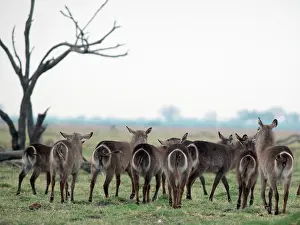 Waterbuck: Common Waterbuck