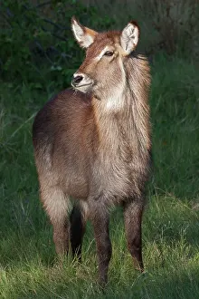 Waterbuck: Common Waterbuck