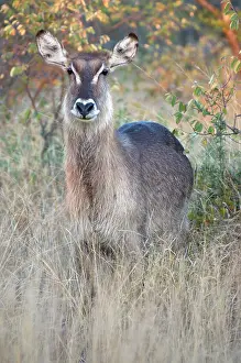 Waterbuck: Common Waterbuck