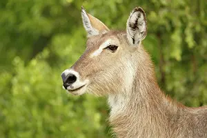 Waterbuck: Common Waterbuck