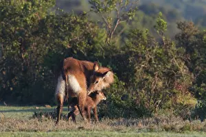 Waterbuck: Common Waterbuck