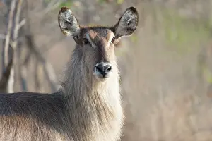 Waterbuck: Common Waterbuck