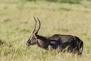 Waterbuck: Common Waterbuck