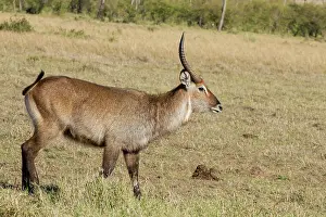 Waterbuck: Common Waterbuck