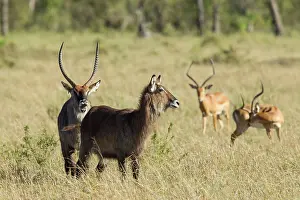Waterbuck: Common Waterbuck