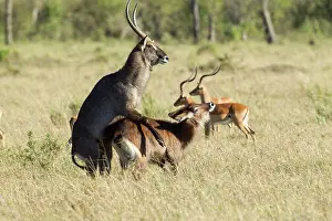 Waterbuck: Common Waterbuck