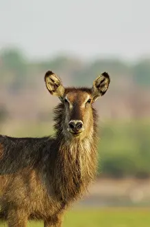 Waterbuck: Common Waterbuck - cow
