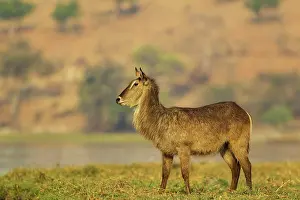 Waterbuck: Common Waterbuck - cow on an island in the Chobe River