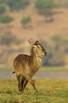Waterbuck: Common Waterbuck - cow on an island in the Chobe River
