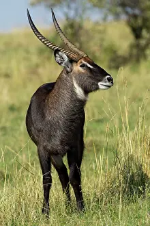 Waterbuck: Common Waterbuck, Maasai Mara, Kenya