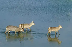 Waterbucks: Common Waterbuck - male (with horns) and two females