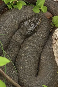 John Cancalosi: common watersnake (Nerodia sipedon), Maryland