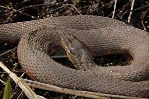 John Cancalosi: common watersnake (Nerodia sipedon), Maryland
