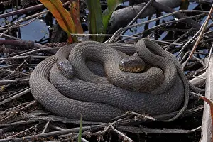 common watersnake (Nerodia sipedon), pair in Spring