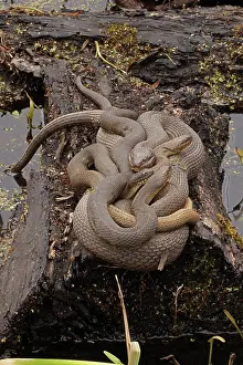 Sipedon: common watersnakes (Nerodia sipedon), Maryland