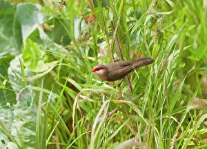Waxbill: Common Waxbill - feeding - June