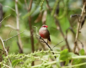 Waxbill: Common Waxbill - June