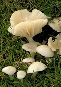 Hygrocybe: A common waxcap, in grassland