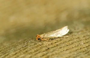 Tineola: Common or Webbing Clothes MOTH
