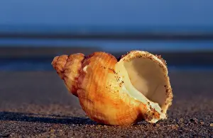 Whelk: Common whelk on the beach