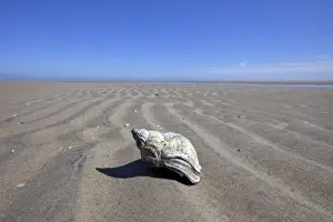 Whelk: Common Whelk (Buccinum undatum) on beach, Wadden S