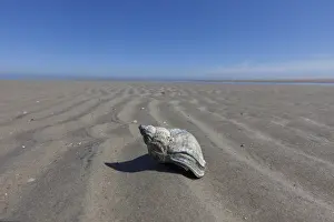 Shellfish: Common Whelk - empty shell on sand - Germany