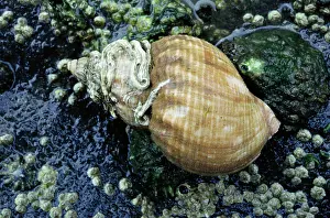 Whelk: Common WHELK Shell - with worm tubes on shell