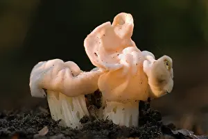 Crispa: Common White Helvella