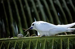 Gygis: Common White Tern - with egg on palm frond