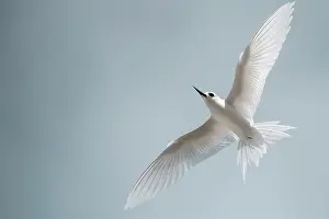 Terns: Common white-tern (Gygis alba) in flight, Fakarava