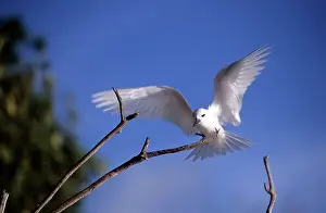 Gygis: Common White Tern - landing