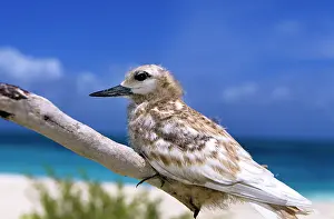Gygis: Common White Tern - young