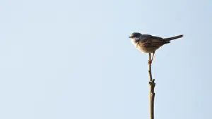 Commun: Common White throat