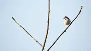 Throat: Common White throat