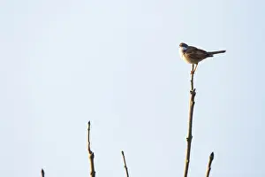Whitethroat: Common White throat