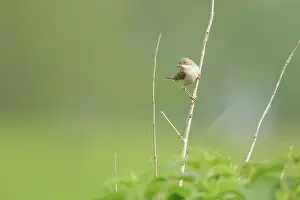 Hippophae: Common White throat