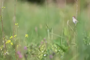 Hippophae: Common White throat
