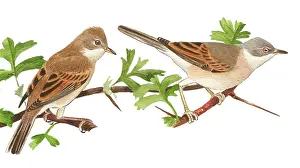 Whitethroat: Common White throat