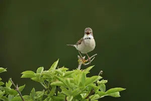 Scrub: Common White throat