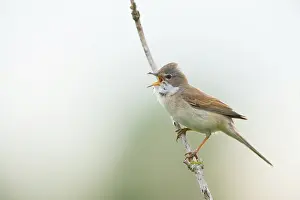 Scrub: Common White throat