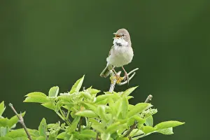 Scrub: Common White throat